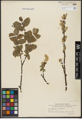 Foto von Salix hastata L.